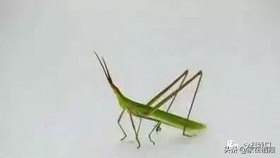 栖霞的美食,栖霞有哪些好吃的美食