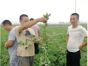 花生控旺用多效唑对花生有影响吗,花生控旺剂用什么药好