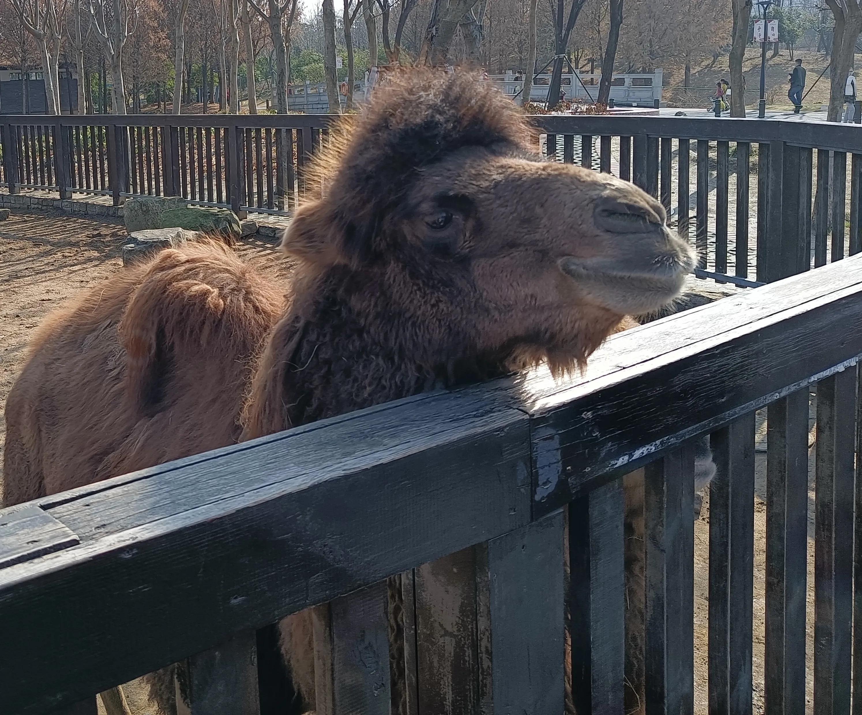 上方山森林公园作文,上方山森林公园动物世界