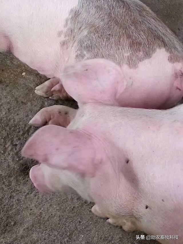 猪场发现疑似感染非洲猪瘟后如何快速控制下来