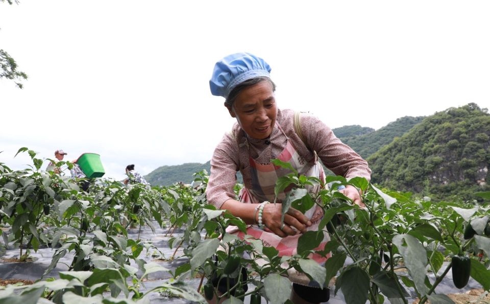 辣椒病毒病为什么用宁南霉素没用,辣椒病毒病用什么药最见效