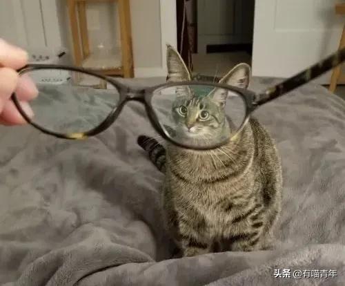 听说给猫起名越贱越好养活,科普给猫起名