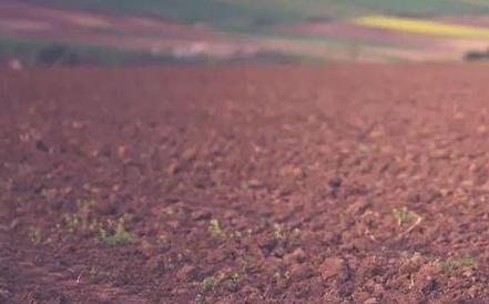 苹果缩果的危害,苹果缩叶病原因和治疗方法