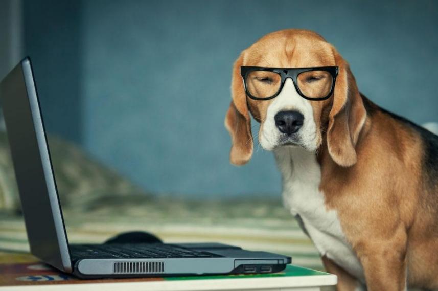 即使再生气，教育狗狗的时候，也不可以打这5个部位