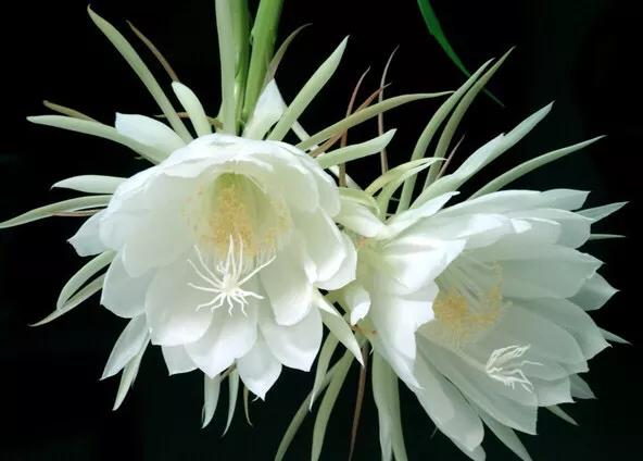 长寿花属多肉类植物,多肉类植物有哪些