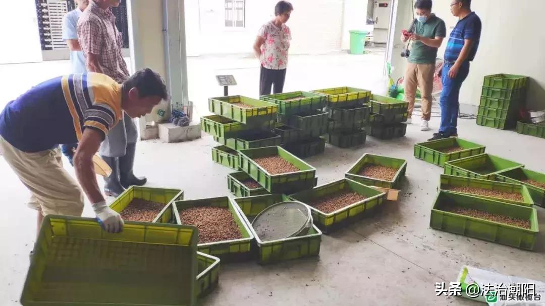 前方高能预警！汕头人的餐厨垃圾竟是被虫子吃掉的1斤卵孵出幼虫每天吃10吨垃圾