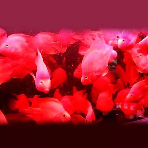 财神鱼哪种比较漂亮,起头财神鱼