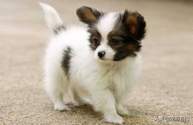 人们为什么喜欢养宠物呢,人们为什么养宠物狗