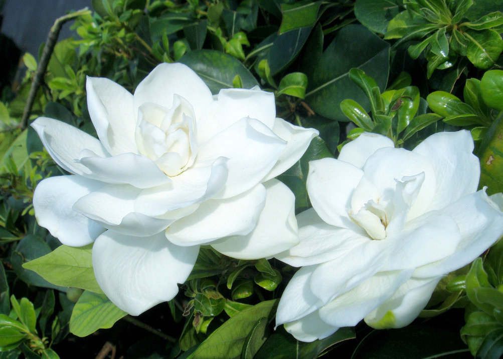 栀子花叶片发黄怎么回事,栀子花叶子发黄的原因及处理方法