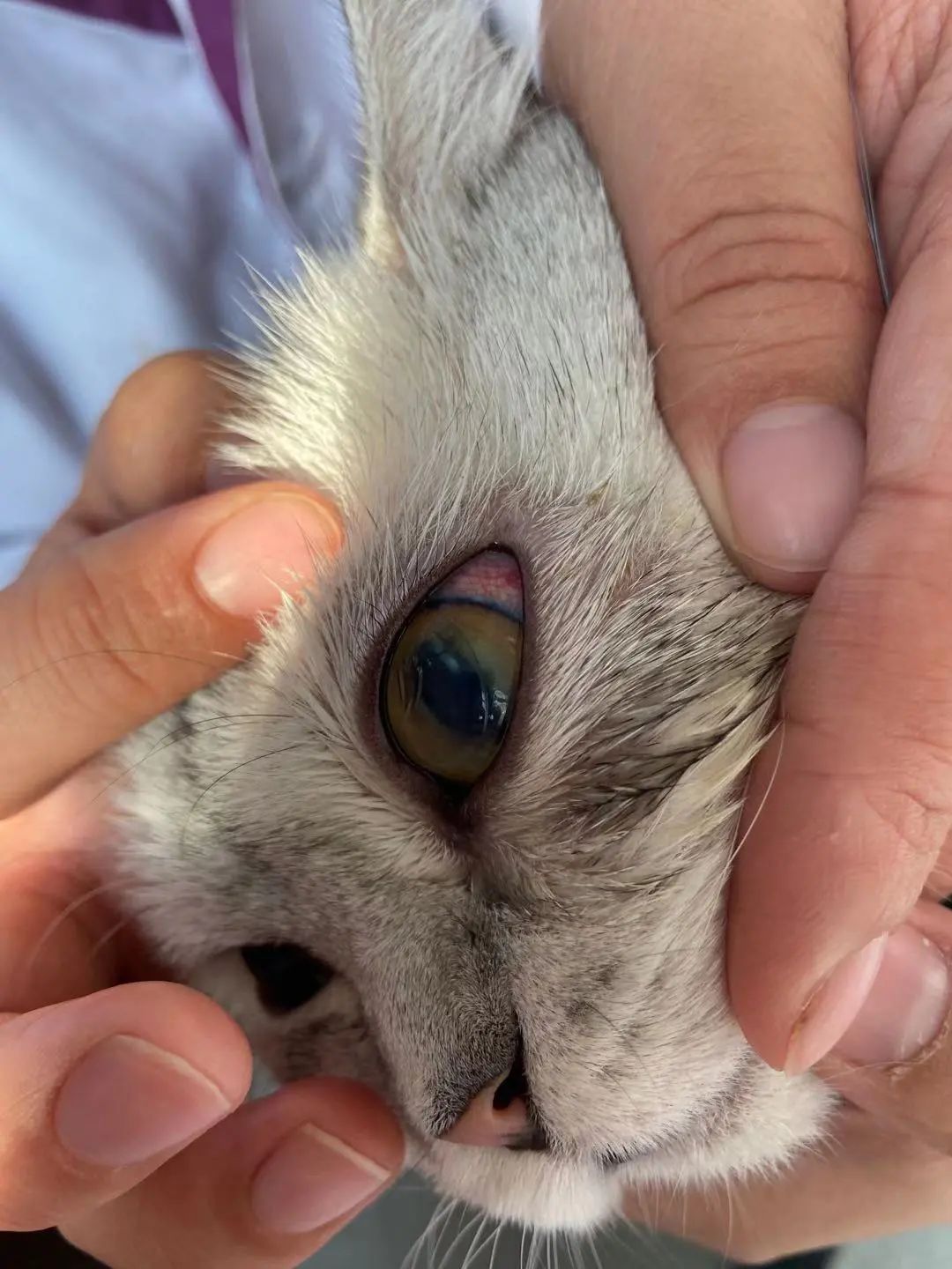 猫咪眼睑内翻必须手术吗,猫咪铲屎官有哪些表现症状