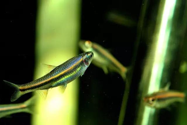 灯鱼草缸造景教程,草缸造景养什么鱼