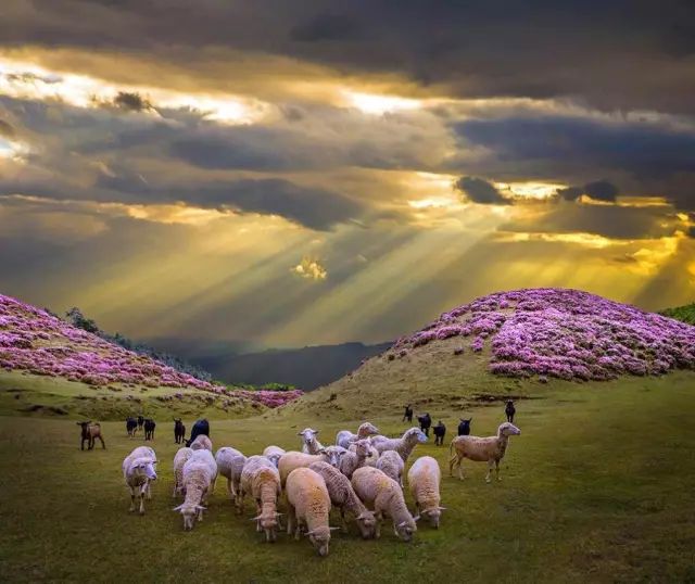 被大理丽江掩盖风头又怎样？它才是云南No.1！5月它太美了