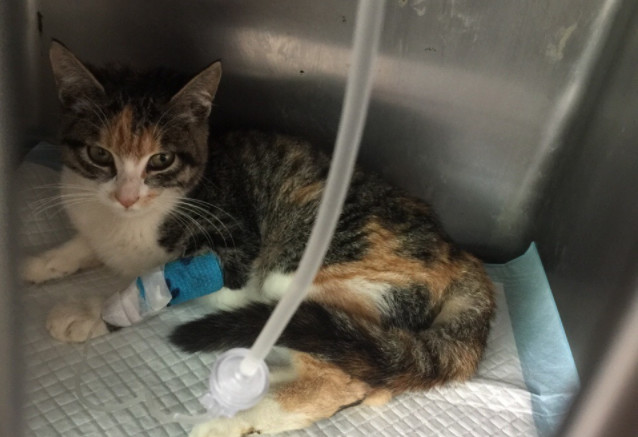 宠物店购猫存有风险，欲挑选健康小猫，三点细节把控不可少