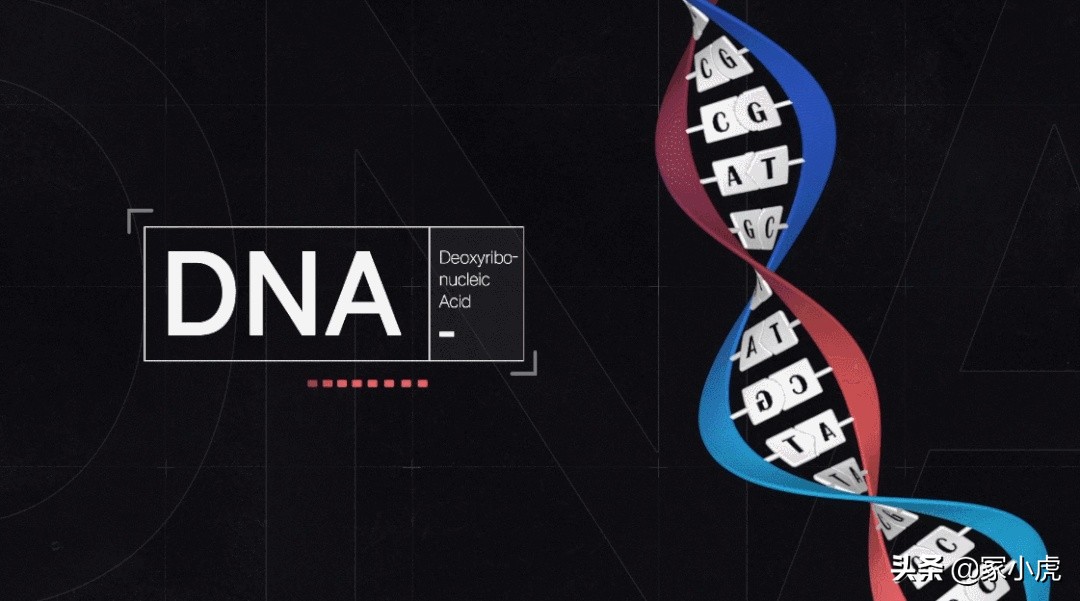 外周血能确定亲子鉴定准确性吗,亲子鉴定99%能确定吗