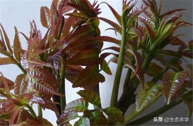 绿香椿红香椿哪个更适合阳台种植,红香椿种植前景