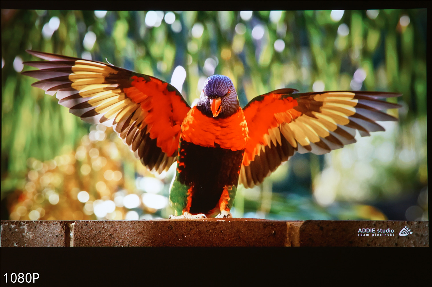 8000块的4K投影仪效果怎么样,800元的1080p的投影仪