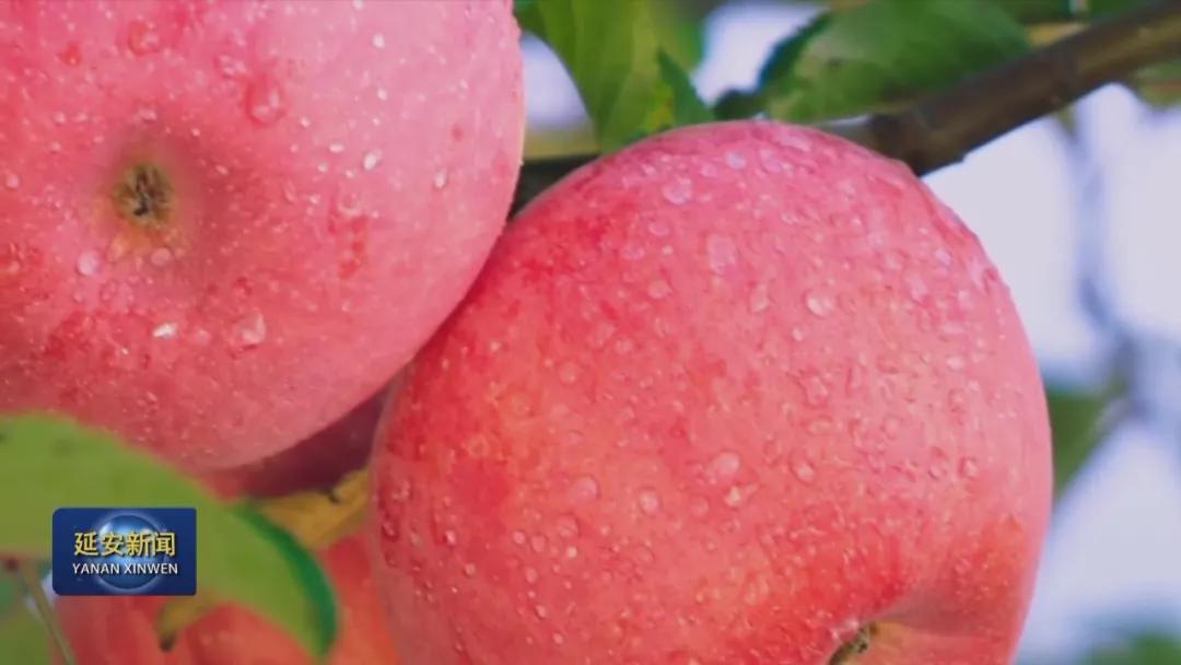 甜到心尖的洛川苹果,洛川苹果你尝过吗