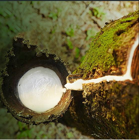 如何鉴别真假泰国乳胶枕,泰国乳胶枕怎么辨别真伪