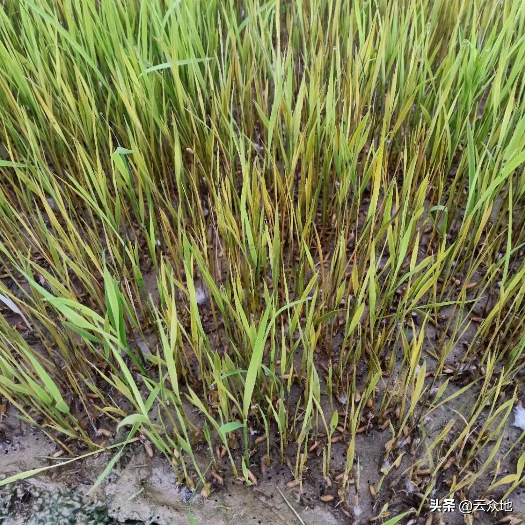 水稻死苗的防治方法,水稻旱育苗期怎么防止死苗