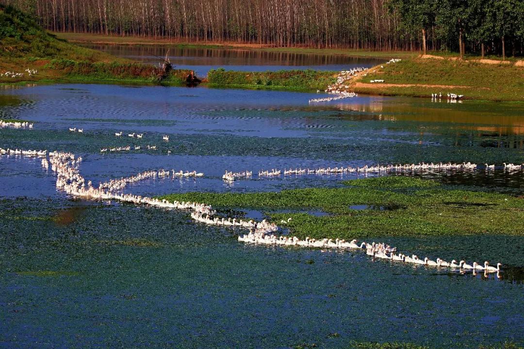 全国林草生物多样性保护成就展,林业生物多样性保护