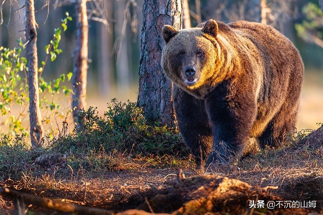 有很多国家都有中国的熊猫英文,哪些国家有中国的熊猫