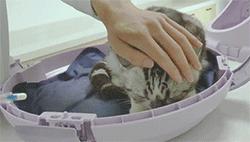 喂药时怎么让猫咪不乱动,喂药给猫方法