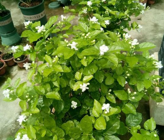 养两年茉莉换盆的正确方法,茉莉小苗怎么把杆子养粗