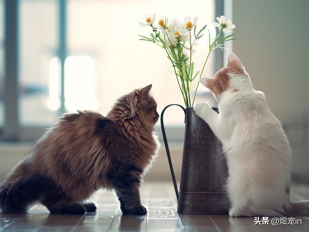 如何处置调皮的小猫咪,怎么让猫咪变得调皮捣蛋