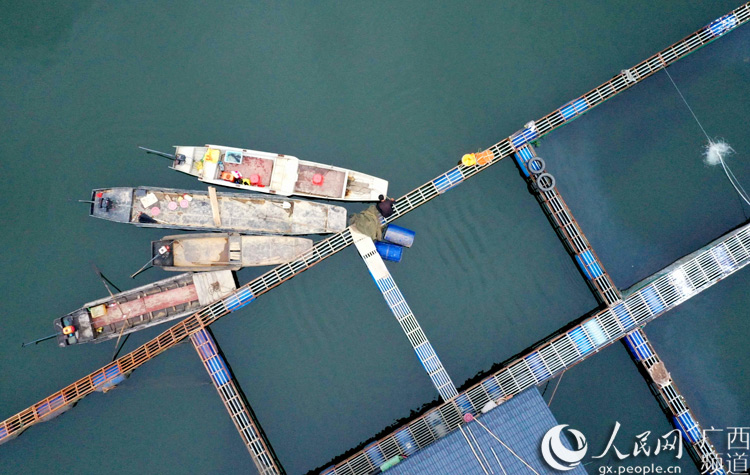 贫困户养鱼脱贫致富,村书记带领稻田养鱼致富增收