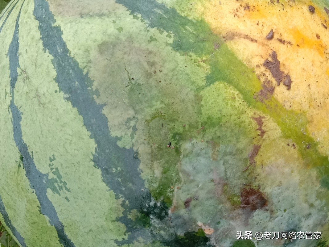 西瓜阴皮病与化肥有关吗,西瓜四大病害的症状与防治措施
