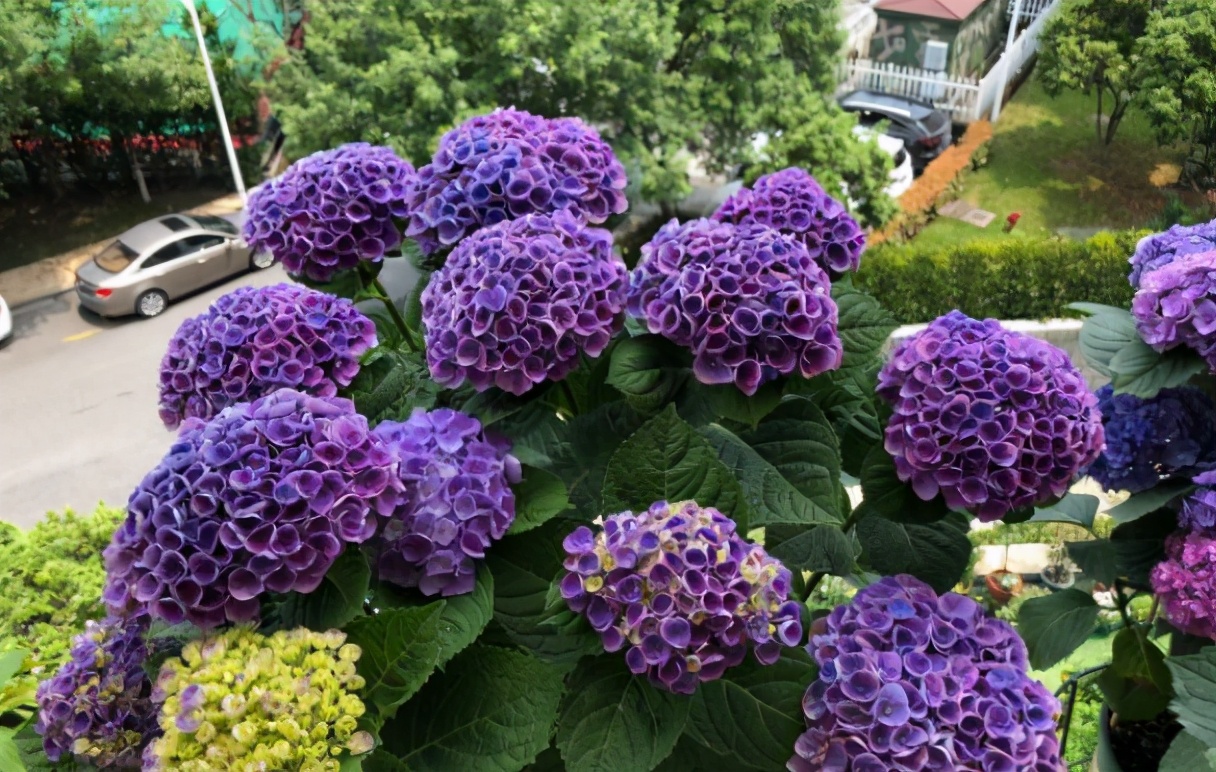 绣球想要花大,绣球想要大花如何施肥