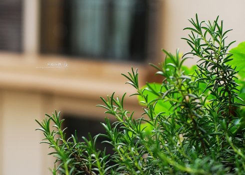 西餐常用的十三种香草介绍大全,西餐中常用的15种香料和香草
