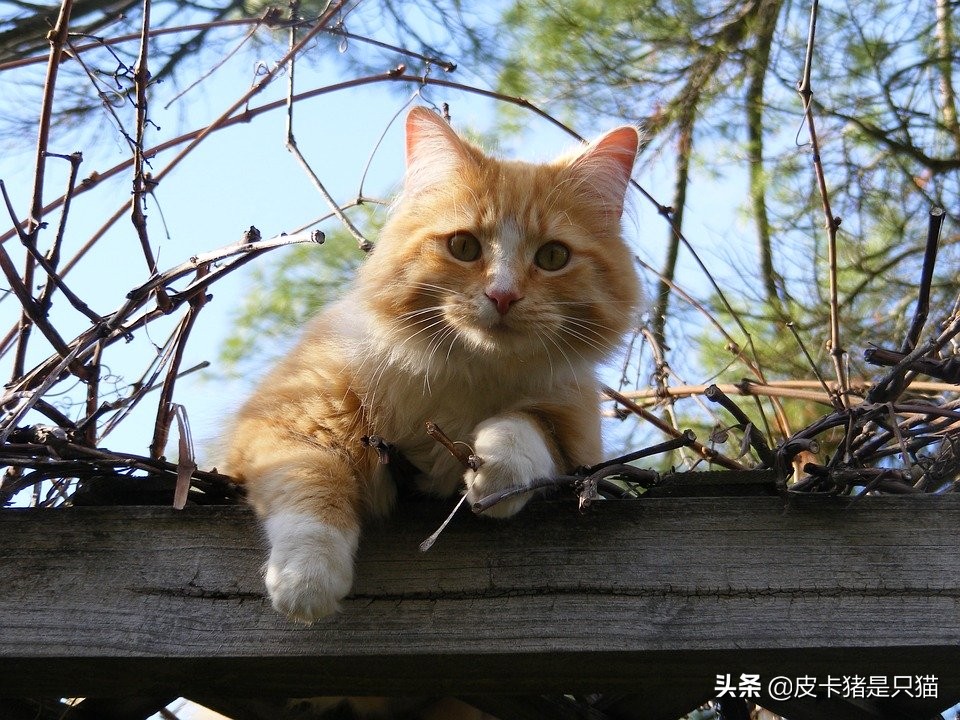 猫咪太粘人分离焦虑,猫咪过于粘人怎么办