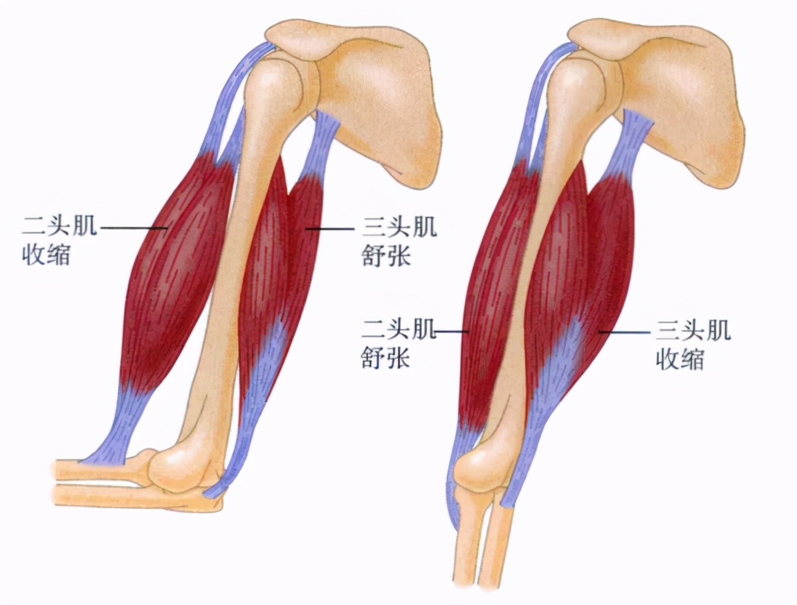 心理学的生物学基础知识,生物心理学知识书籍