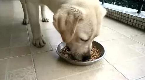 拉布拉多跟金毛对比优点及缺点,拉布拉多美国最受欢迎犬