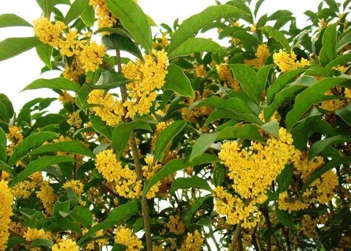 养桂花的三大忌,养桂花的十大禁忌