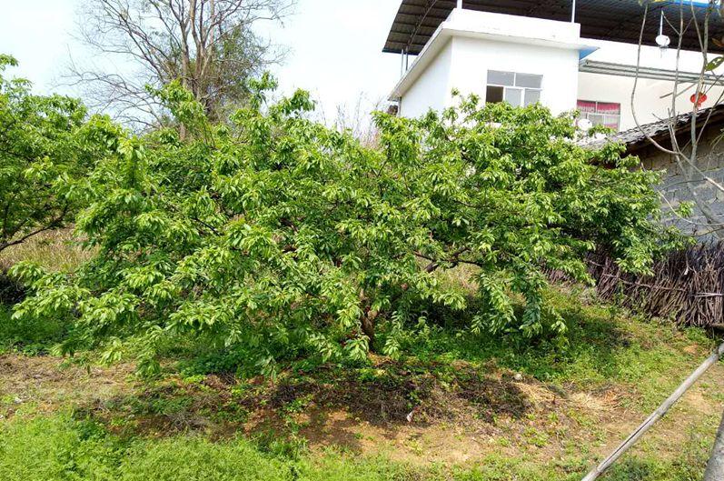 三华李采摘后施什么肥,三华李摘完李子后要怎样管理