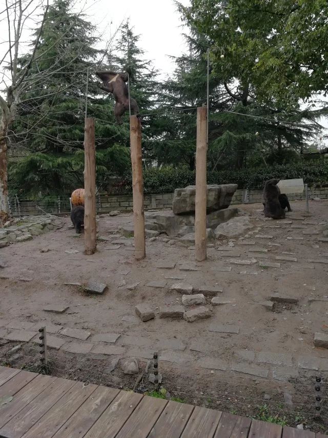 在上海迪士尼怎么玩比较快呢,在上海迪士尼玩一整天