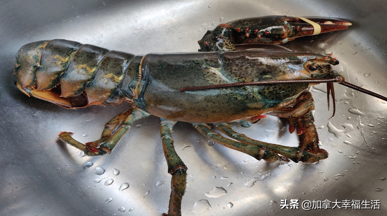 烹制加拿大龙虾,加拿大龙虾哪里最好