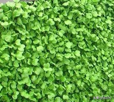 怎么样能纸上种菜,在家种菜可以做什么