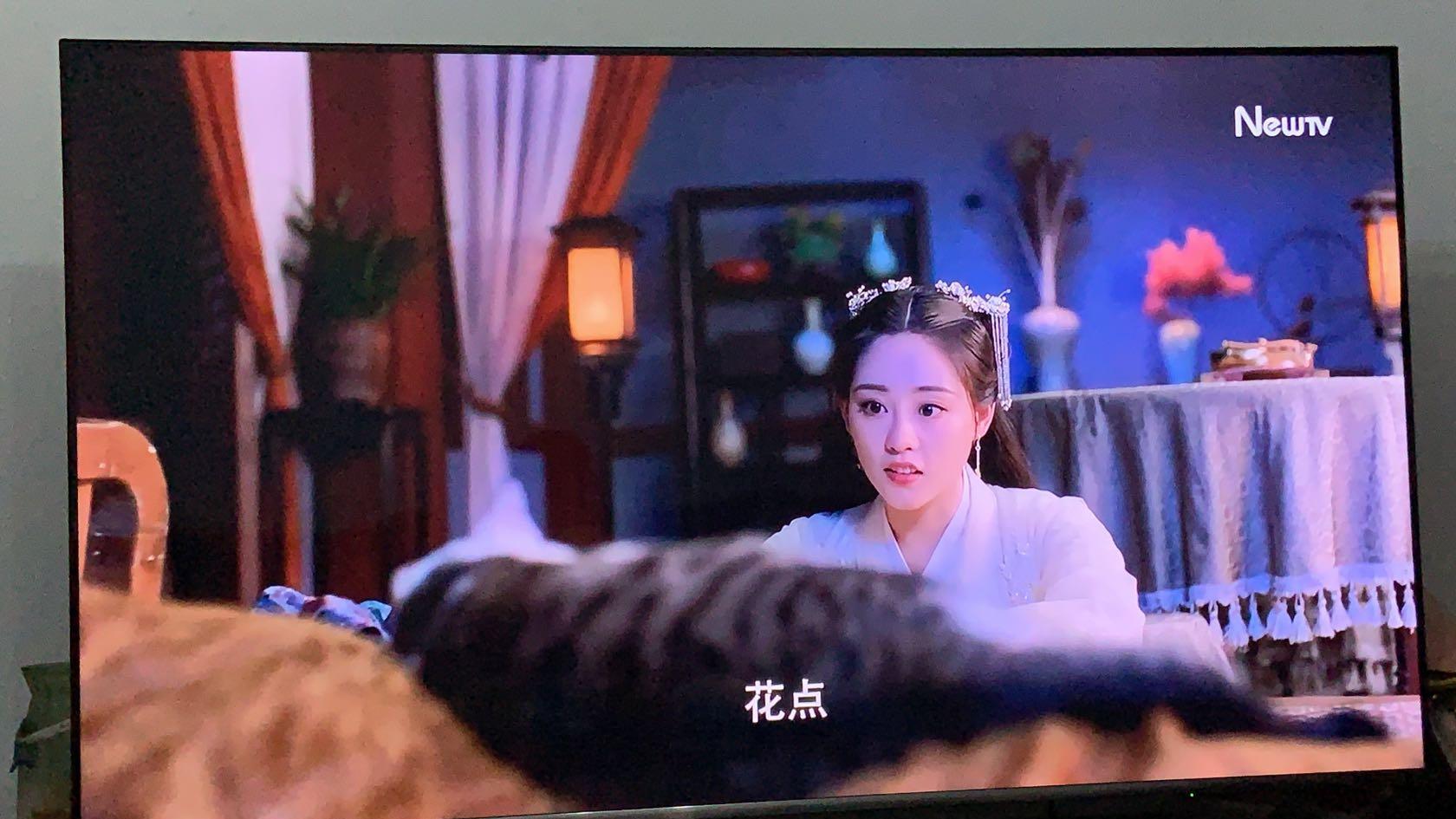 盘点猫咪高能名场面 (猫咪10大最萌镜头)