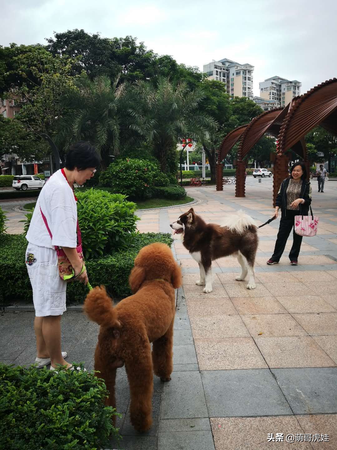 阿拉斯加和巨型泰迪哪个更大,标准巨型泰迪