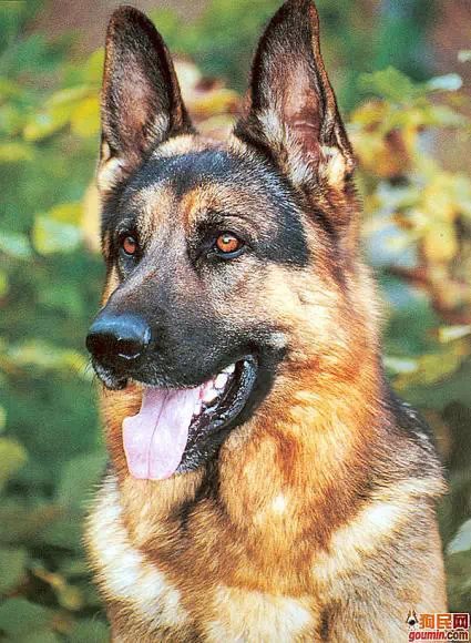 鐙楃嫍澶у叏鍙埍,鍙埍鐨勫皬鐙楃嫍閫佺粰鐖辩嫍浜哄＋