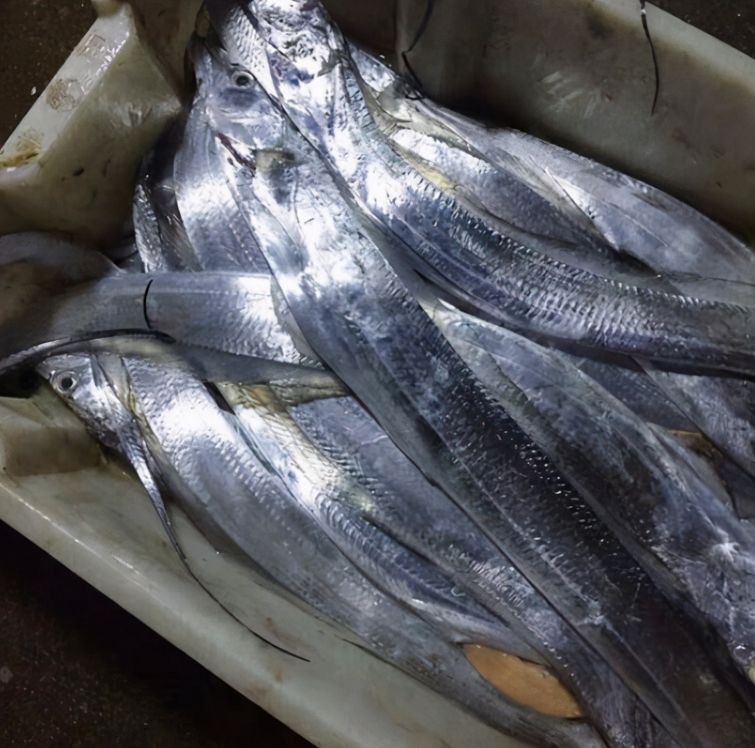 买带鱼的正确方法和注意事项,挑选带鱼的正确方法