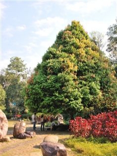 铁木材质有什么特点,铁木有哪些特征