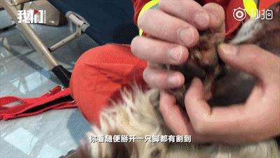 一只叫贝贝的斑点狗,有一只狗叫贝贝视频