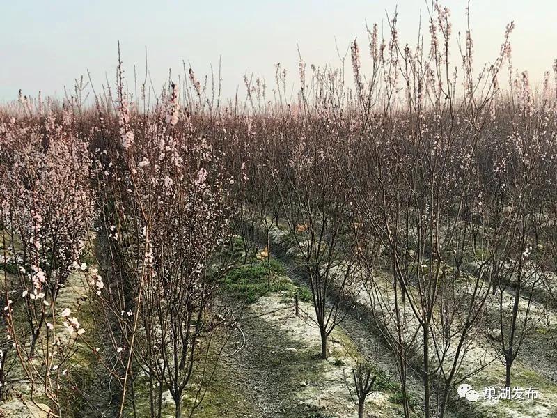 烔炀养鸡贫困户遇“坎”，爱心接力温暖巢城