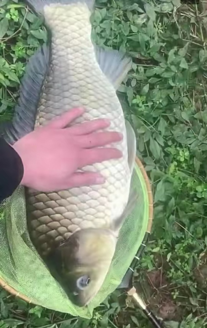 酒米多种吃法,野钓鲫鱼不停打酒米