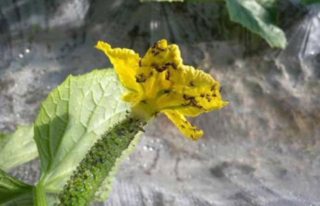 大棚蔬菜的蓟马怎么防治,大棚黄瓜蓟马各种虫害图片