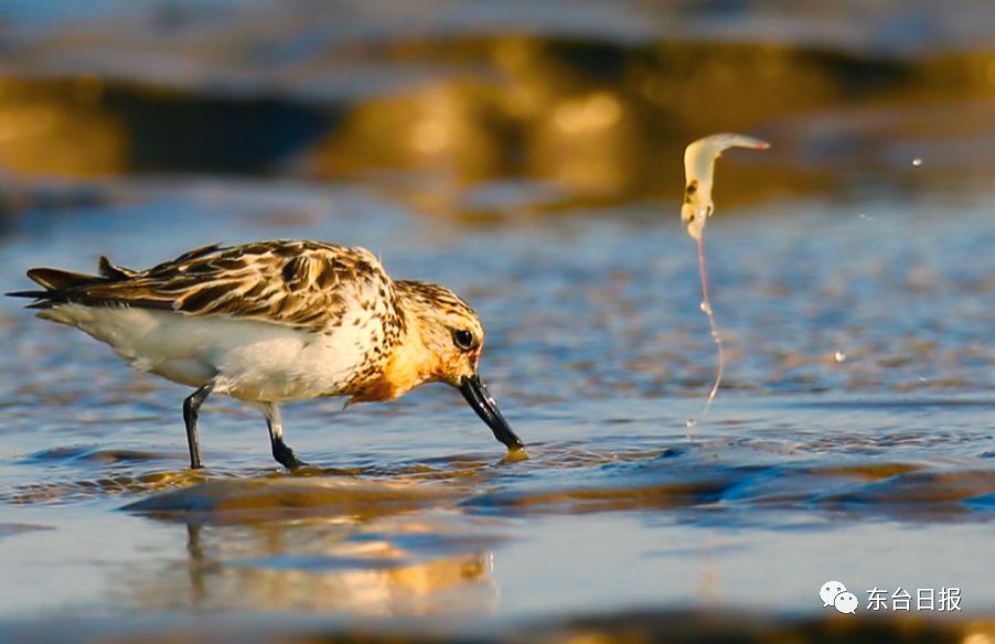 东台生态环境,东台宜居城市